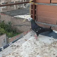 کبوتر پرشی|پرنده|ساری, |دیوار