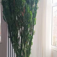 کاکتوس افوربیا سه متری