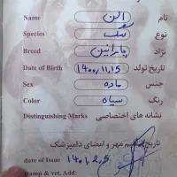 پامرین عروسکی|سگ|تنکابن, |دیوار