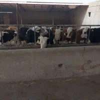 ...|حیوانات مزرعه|بشاریات, |دیوار