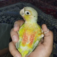 گیرینچیک آناناسی دستی
