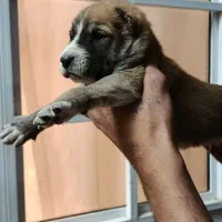 سگ نگهبان|سگ|چابهار, |دیوار