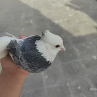 طوقی نر درجه یک