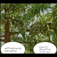 نهال شناسه دار نهالستان محسن