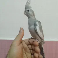 عروس هلندی|پرنده|رشت, حومه رشت|دیوار