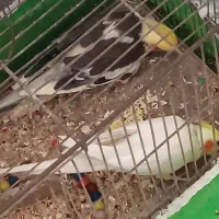 پرنده ،عروس هلندی