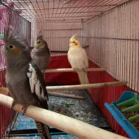 عروس هلندی|پرنده|شیراز, جانبازان|دیوار