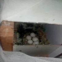 کوتوله مولد|پرنده|بم, |دیوار