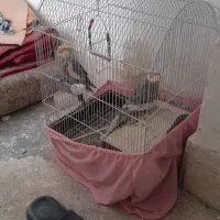 عروس هلندی