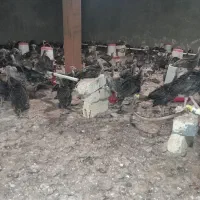 نیمچه بوقلمون سینه پهن ۳۰ روزه برنز آمریکایی|حیوانات مزرعه|ورامین, ورامین|دیوار