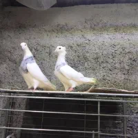 کبوترهای طوقی