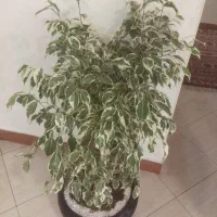 بنجامین بونسای سه تایی|گل و گیاه طبیعی|فردیس, خیام شرقی|دیوار