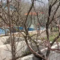 هرس کاری|خدمات باغبانی و درختکاری|ارومیه, |دیوار