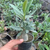 فروش گل آدنیوم در رشت