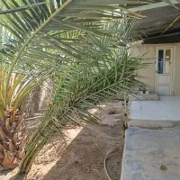 خانه|فروش خانه و ویلا|خورموج, |دیوار