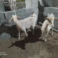 بز سانن|حیوانات مزرعه|نیر (یزد), |دیوار