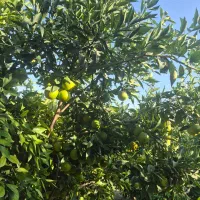 فروش پرتقال   تاراکو  درجه ۱  صادراتی رو درخت|خوردنی و آشامیدنی|کردکوی, |دیوار