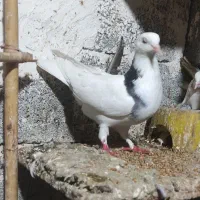 پارساباد|پرنده|پارس‌آباد, |دیوار