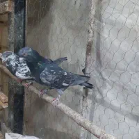 کفتر کبوتر سو قدیم پرشی