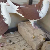 سیاهپوش|پرنده|محمدیه-قزوین, |دیوار