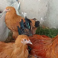 مرغ و خروس برهما|حیوانات مزرعه|تهران, افسریه|دیوار