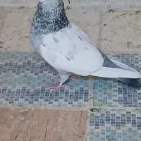 کبوتر سینه سبز.سینه ابی|پرنده|شیراز, کوشک میدان|دیوار