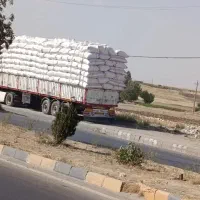 خریدار کاه به صورت عمده با تناج بالا، نقدی و چکی