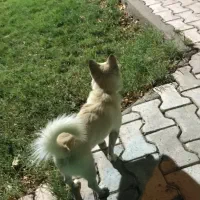 واگذاری سگ نر|سگ|کاشان, فاز ۲ ناجی آباد|دیوار