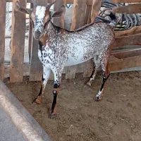 نری شهری چاق و چله و چرب