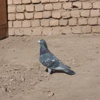 کفتر سرور پلاکی