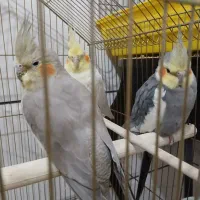 عروس هلندی|پرنده|تهران, مسعودیه|دیوار