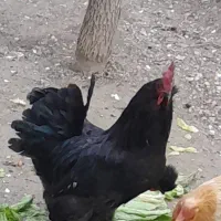 خروس مرندی