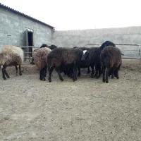 میش هترو با بره