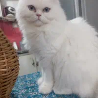 گربه.