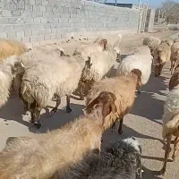 گم شدن گوسفندان