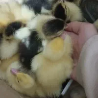 جوجه اردک روسی|حیوانات مزرعه|زرگرشهر, |دیوار