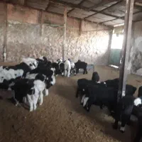 میش وبره ودوبور قوچ|حیوانات مزرعه|میانکوه, |دیوار