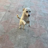 سگ ماده|سگ|سیرجان, |دیوار