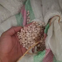 لوبیاچیتی امسال تمیز نشده ۱تن و نیم