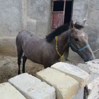 کره نریان کرد ۱۰ماهه