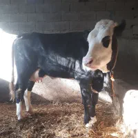 گاو گوساله دار|حیوانات مزرعه|رامیان, |دیوار