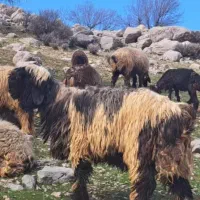 نیازمند چوپان