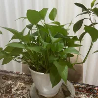 گل های طبیعی|گل و گیاه طبیعی|قم, آزادگان|دیوار