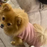 سگ پامرانین