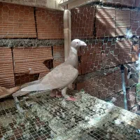 سار کاکل دورگ|پرنده|نگین شهر, |دیوار