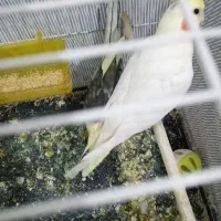 معاوضه دوتا با یک عروس هلندی نرسخنگو