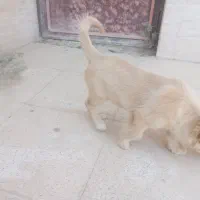 سگ.|سگ|جوادآباد, |دیوار