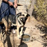 سگ ژرمن نر نگهبان