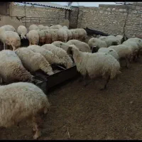 میش و بره جوان داشتی