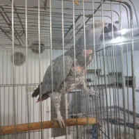 کاسکو  ی  سخنگوی زیبا و خاص